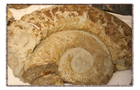 영월화석박물관